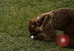 Image Coatimundi Fort Sherman Panama, 1969, de la seconde 13 séquences d'archives historiques vidéo 65675054601