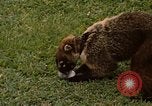 Image Coatimundi Fort Sherman Panama, 1969, de la seconde 14 séquences d'archives historiques vidéo 65675054601
