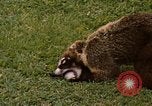 Image Coatimundi Fort Sherman Panama, 1969, de la seconde 15 séquences d'archives historiques vidéo 65675054601
