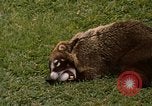 Image Coatimundi Fort Sherman Panama, 1969, de la seconde 16 séquences d'archives historiques vidéo 65675054601