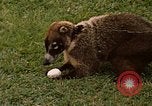 Image Coatimundi Fort Sherman Panama, 1969, de la seconde 17 séquences d'archives historiques vidéo 65675054601