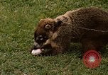Image Coatimundi Fort Sherman Panama, 1969, de la seconde 18 séquences d'archives historiques vidéo 65675054601