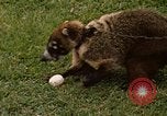 Image Coatimundi Fort Sherman Panama, 1969, de la seconde 19 séquences d'archives historiques vidéo 65675054601