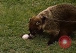 Image Coatimundi Fort Sherman Panama, 1969, de la seconde 20 séquences d'archives historiques vidéo 65675054601