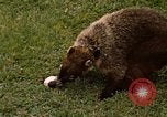 Image Coatimundi Fort Sherman Panama, 1969, de la seconde 21 séquences d'archives historiques vidéo 65675054601