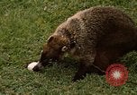 Image Coatimundi Fort Sherman Panama, 1969, de la seconde 22 séquences d'archives historiques vidéo 65675054601