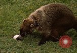 Image Coatimundi Fort Sherman Panama, 1969, de la seconde 23 séquences d'archives historiques vidéo 65675054601