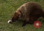 Image Coatimundi Fort Sherman Panama, 1969, de la seconde 24 séquences d'archives historiques vidéo 65675054601