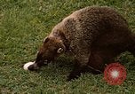 Image Coatimundi Fort Sherman Panama, 1969, de la seconde 25 séquences d'archives historiques vidéo 65675054601