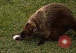 Image Coatimundi Fort Sherman Panama, 1969, de la seconde 26 séquences d'archives historiques vidéo 65675054601