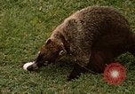 Image Coatimundi Fort Sherman Panama, 1969, de la seconde 27 séquences d'archives historiques vidéo 65675054601