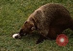 Image Coatimundi Fort Sherman Panama, 1969, de la seconde 28 séquences d'archives historiques vidéo 65675054601