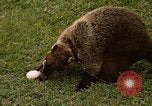 Image Coatimundi Fort Sherman Panama, 1969, de la seconde 29 séquences d'archives historiques vidéo 65675054601