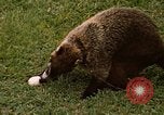 Image Coatimundi Fort Sherman Panama, 1969, de la seconde 30 séquences d'archives historiques vidéo 65675054601
