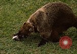 Image Coatimundi Fort Sherman Panama, 1969, de la seconde 31 séquences d'archives historiques vidéo 65675054601