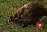 Image Coatimundi Fort Sherman Panama, 1969, de la seconde 32 séquences d'archives historiques vidéo 65675054601