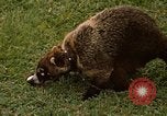 Image Coatimundi Fort Sherman Panama, 1969, de la seconde 34 séquences d'archives historiques vidéo 65675054601