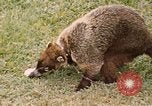 Image Coatimundi Fort Sherman Panama, 1969, de la seconde 35 séquences d'archives historiques vidéo 65675054601