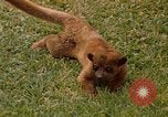 Image Lemur Fort Sherman Panama, 1969, de la seconde 1 séquences d'archives historiques vidéo 65675054602