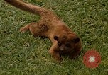 Image Lemur Fort Sherman Panama, 1969, de la seconde 5 séquences d'archives historiques vidéo 65675054602