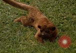 Image Lemur Fort Sherman Panama, 1969, de la seconde 7 séquences d'archives historiques vidéo 65675054602