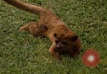 Image Lemur Fort Sherman Panama, 1969, de la seconde 11 séquences d'archives historiques vidéo 65675054602