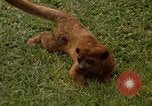Image Lemur Fort Sherman Panama, 1969, de la seconde 12 séquences d'archives historiques vidéo 65675054602