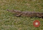 Image crocodile Fort Sherman Panama, 1969, de la seconde 1 séquences d'archives historiques vidéo 65675054603