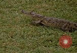 Image crocodile Fort Sherman Panama, 1969, de la seconde 3 séquences d'archives historiques vidéo 65675054603