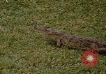 Image crocodile Fort Sherman Panama, 1969, de la seconde 4 séquences d'archives historiques vidéo 65675054603