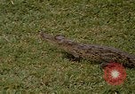 Image crocodile Fort Sherman Panama, 1969, de la seconde 5 séquences d'archives historiques vidéo 65675054603