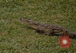 Image crocodile Fort Sherman Panama, 1969, de la seconde 6 séquences d'archives historiques vidéo 65675054603