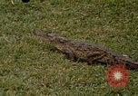 Image crocodile Fort Sherman Panama, 1969, de la seconde 7 séquences d'archives historiques vidéo 65675054603