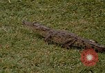 Image crocodile Fort Sherman Panama, 1969, de la seconde 8 séquences d'archives historiques vidéo 65675054603