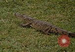 Image crocodile Fort Sherman Panama, 1969, de la seconde 9 séquences d'archives historiques vidéo 65675054603