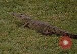 Image crocodile Fort Sherman Panama, 1969, de la seconde 10 séquences d'archives historiques vidéo 65675054603