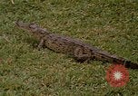 Image crocodile Fort Sherman Panama, 1969, de la seconde 11 séquences d'archives historiques vidéo 65675054603