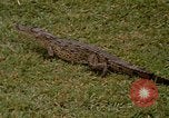 Image crocodile Fort Sherman Panama, 1969, de la seconde 12 séquences d'archives historiques vidéo 65675054603