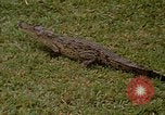 Image crocodile Fort Sherman Panama, 1969, de la seconde 13 séquences d'archives historiques vidéo 65675054603