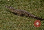 Image crocodile Fort Sherman Panama, 1969, de la seconde 14 séquences d'archives historiques vidéo 65675054603