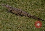 Image crocodile Fort Sherman Panama, 1969, de la seconde 16 séquences d'archives historiques vidéo 65675054603