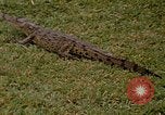 Image crocodile Fort Sherman Panama, 1969, de la seconde 17 séquences d'archives historiques vidéo 65675054603