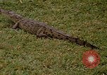 Image crocodile Fort Sherman Panama, 1969, de la seconde 18 séquences d'archives historiques vidéo 65675054603