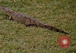 Image crocodile Fort Sherman Panama, 1969, de la seconde 19 séquences d'archives historiques vidéo 65675054603