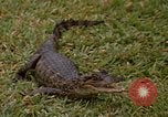 Image crocodile Fort Sherman Panama, 1969, de la seconde 20 séquences d'archives historiques vidéo 65675054603