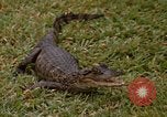 Image crocodile Fort Sherman Panama, 1969, de la seconde 21 séquences d'archives historiques vidéo 65675054603