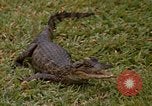 Image crocodile Fort Sherman Panama, 1969, de la seconde 22 séquences d'archives historiques vidéo 65675054603