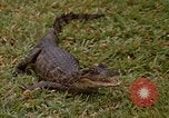 Image crocodile Fort Sherman Panama, 1969, de la seconde 23 séquences d'archives historiques vidéo 65675054603