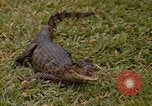 Image crocodile Fort Sherman Panama, 1969, de la seconde 26 séquences d'archives historiques vidéo 65675054603