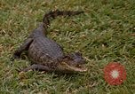 Image crocodile Fort Sherman Panama, 1969, de la seconde 27 séquences d'archives historiques vidéo 65675054603